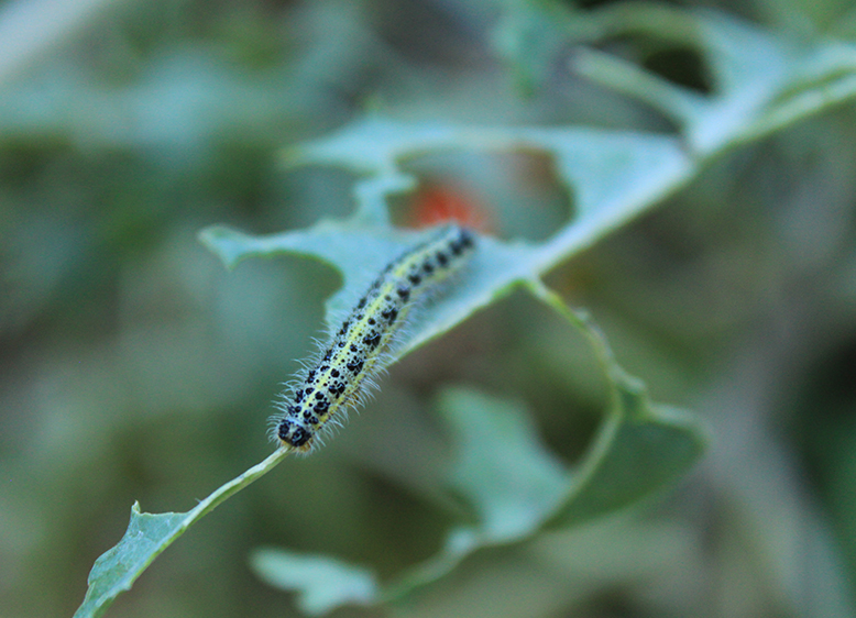 UN JARDIN DÉLICIEUX, POUR TOUS…